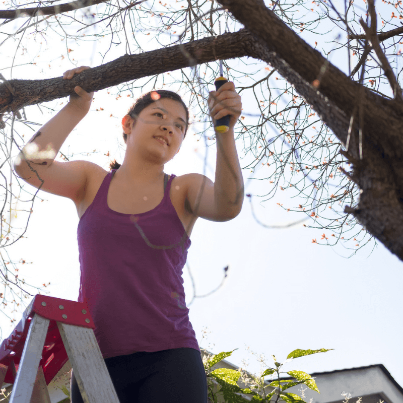 Young woman on a ladder removing tree branches to protect her home  during cyclone season